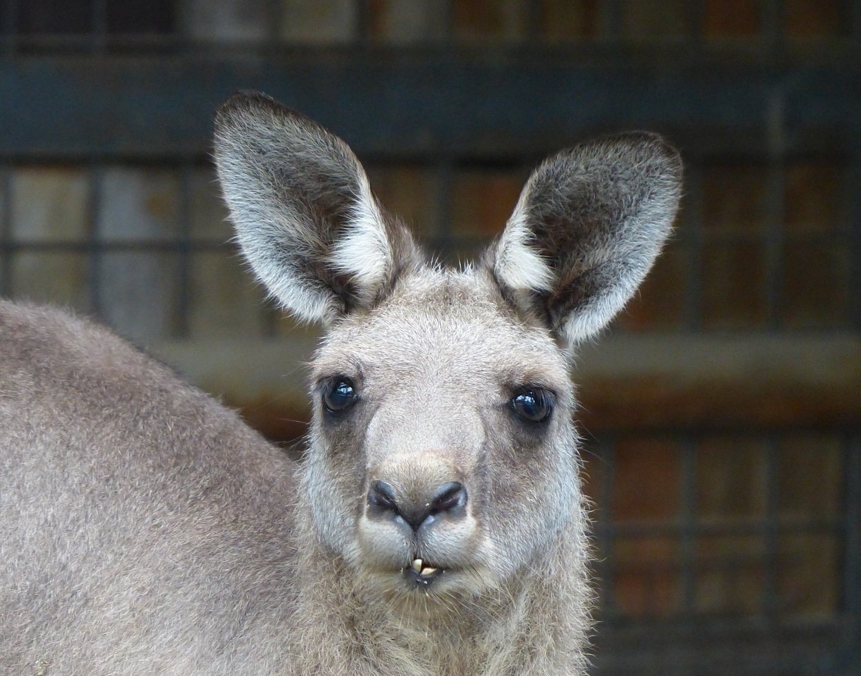 上野動物園 公式 オオカンガルー の耳の動き 前に集中 後ろも気になる 反対側もチェック 後ろに集中 大きな耳で音を集める 顔を動かさないまま四方を確認 危険を感じたらジャンプで逃げるよ Zooむあっぷ観察 T Co Qtxdgg2apk