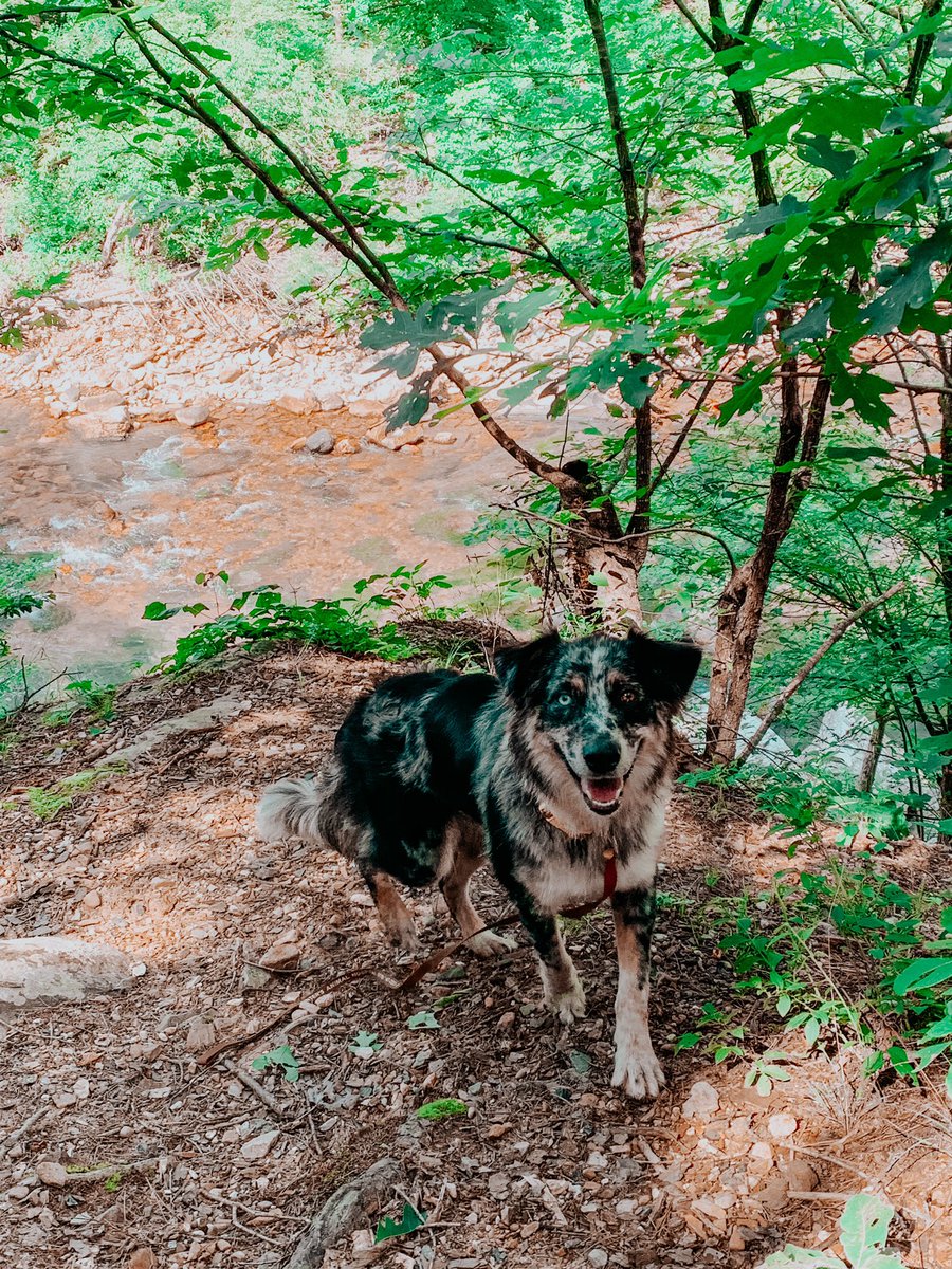 MadisonHall35's tweet photo. I promise nothings better than having a dog to go on adventures with💛 I love my Gracie Lou so much!! https://t.co/7KjyXjvDfR