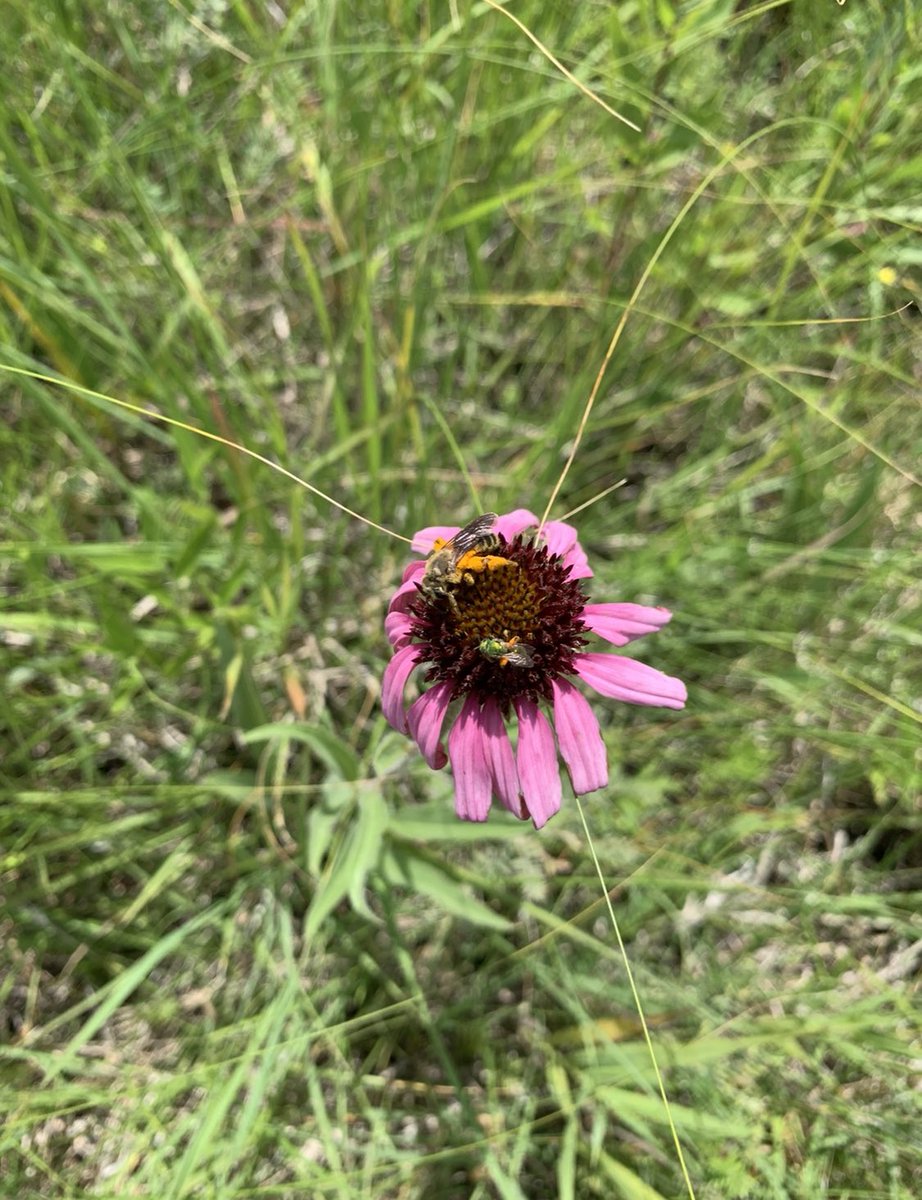 sci_with_miy's tweet photo. Excited to have finally turned in my poster for #Botany2020🌺🐝 Would not have been possible without @IsonJenniferL , @avery_e_pearson , @Bumbling_along , and the rest of the #isonlab! Can’t want to see all of the amazing posters and talks from other scientists 🌿🌴🌼🌳🌲🌵🌱🌻🌸 https://t.co/4dNhJGyi7q