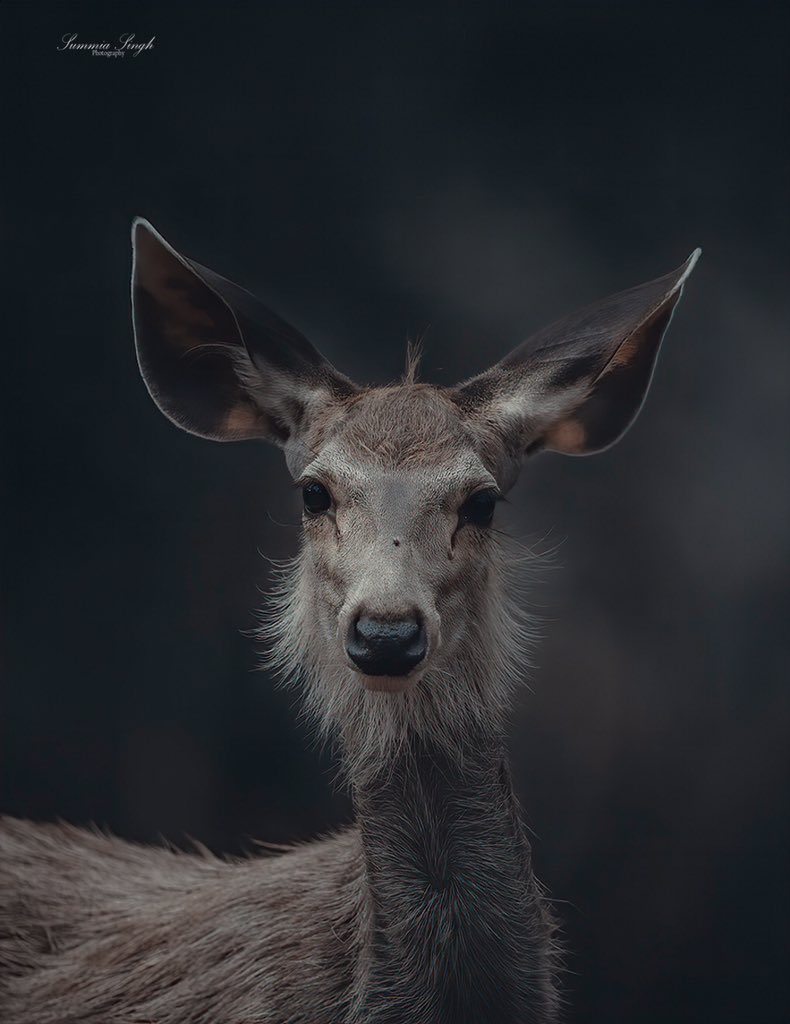 SinghSummia's tweet photo. 🌸 In every walk with nature one receives far more than what he seeks 🌸

🎀  ID :  Sambar deer

🌏 Location  : Ranthambore Tiger Reserve 

📷 Gear Used : Canon 7D Mark ii, Tamron 150-600mm G2 https://t.co/0NvqG1667H