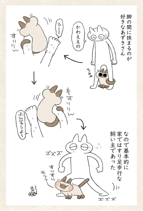 すごく歩きにくいけどかわいいから挟んじゃう #シャム猫あずきさんは世界の中心 