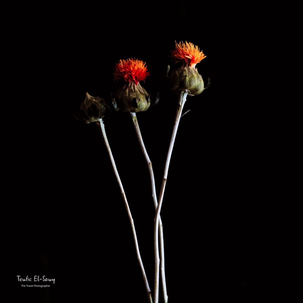 thetravelphotog's tweet photo. No, Not Poppies. #flowers #still_life #photography #flowerstagram #naturephotography #flowersofinstagram #flowerphotography #color_photography #GFX50S #FUJIFILM #medium_format https://t.co/Jc44R6zXAm