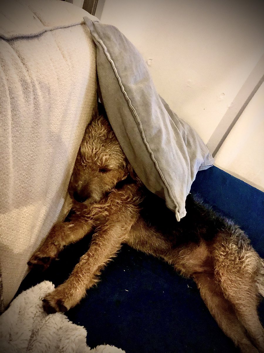 SallyGeake's tweet photo. Nothing new, just that Lennie is still super cute. #LenDog #LenInLockDown #dogsoftwitter https://t.co/JT4rwRpsPp
