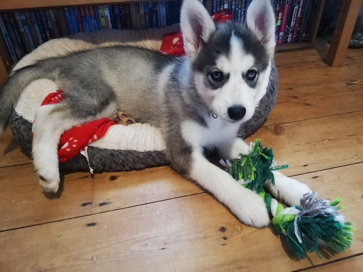 BeakCharity's tweet photo. Got tagged in some #PetTrain shenanigans!

So here's Winter from picking her up to now. 

Gotta tag some peeps now?
Hmm @Beetlejuicexx @VaiBeatFoo @Sethrogen (hehe worth a try) @Dorian_D1990 https://t.co/sJCj5cCkYx