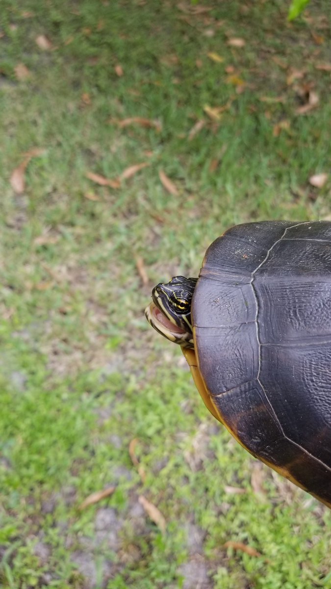 he's pissed bc I held him like a burger dont be burger shaped then idiot