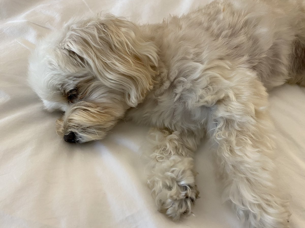 MarleyinDC's tweet photo. It’s too hot outside in #WashingtonDC so I think I’ll take a nap before dinner instead.  #goodnight https://t.co/Hyb5YJbwJY