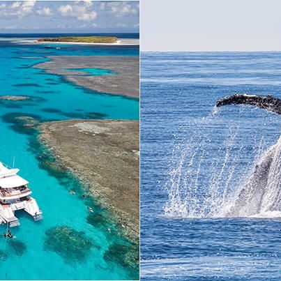 LadyMusgraveExp's tweet image. 🐢 BEST GREAT BARRIER REEF &amp;amp; WHALE WATCHING EVER🐳
Awesome news - Lady Musgrave Experience &amp;amp; Australia Whale Experience have teamed up to offer the BEST Great Barrier Reef &amp;amp; Whale Watching Experience Ever direct out of Bundaberg.
buff.ly/2Cfhp4O