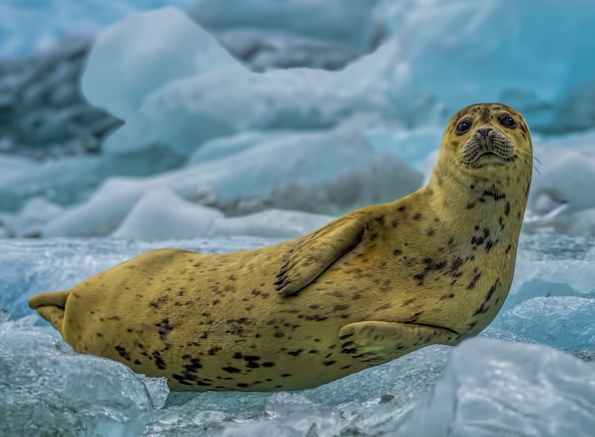 NatureVisionsPE's tweet photo. We begin taking entries for our 2020 contests in August. Did you know we have more Photo Art categories this year? Check our website for the list.

"Seal on an Iceberg" by Patricia Deege of Vienna Photographic Society was juried in the Wildlife Category of our Nature Competition. https://t.co/UD4YFhc3IP