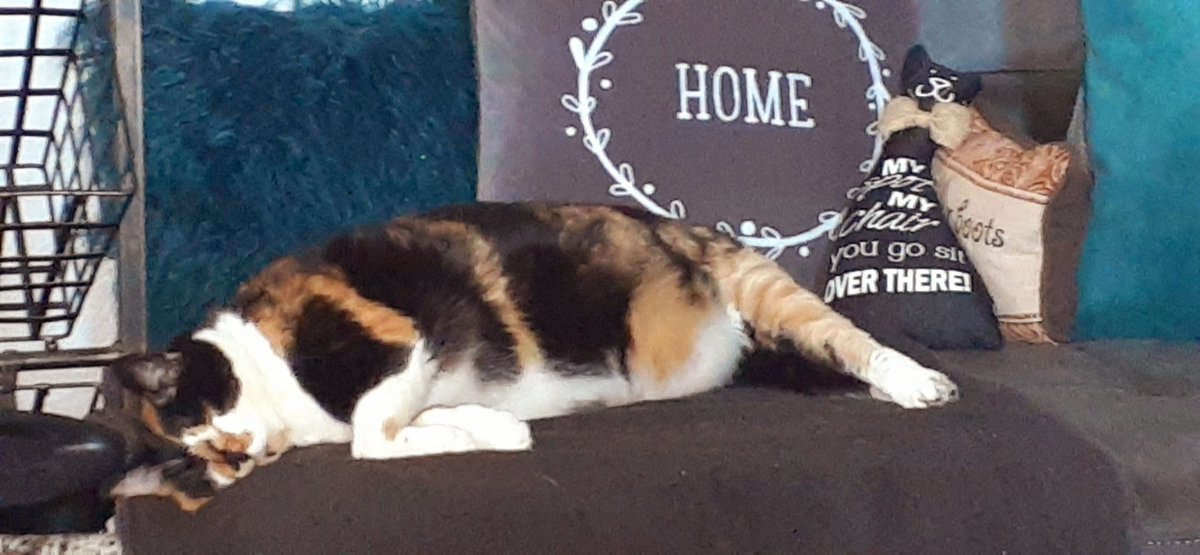 RoxClouse's tweet photo. Spoiled cat chillin' in front of her fan on a rather warm (hot af) day ~ https://t.co/Q7lopVcX9v