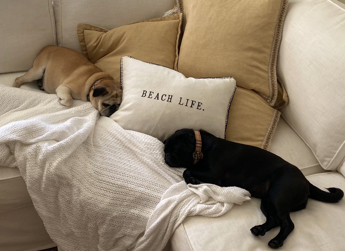 lilythepug4's tweet photo. This kind of says it all with @LottieThePug https://t.co/beKj7aGQja
