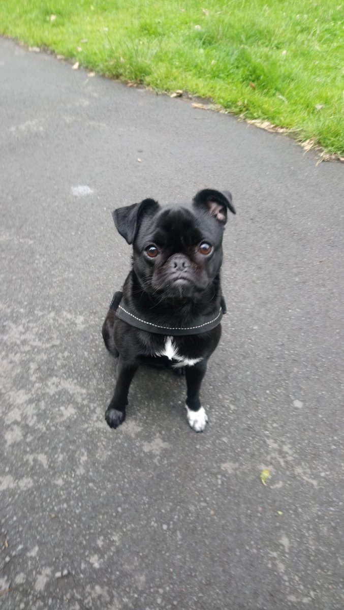 Merpug89's tweet photo. She's not made an appearance on here in a while #ShesAllGrownUp #BabyGirl #PugsRuleDogsDrool  #Chug https://t.co/6cBKs4GK40