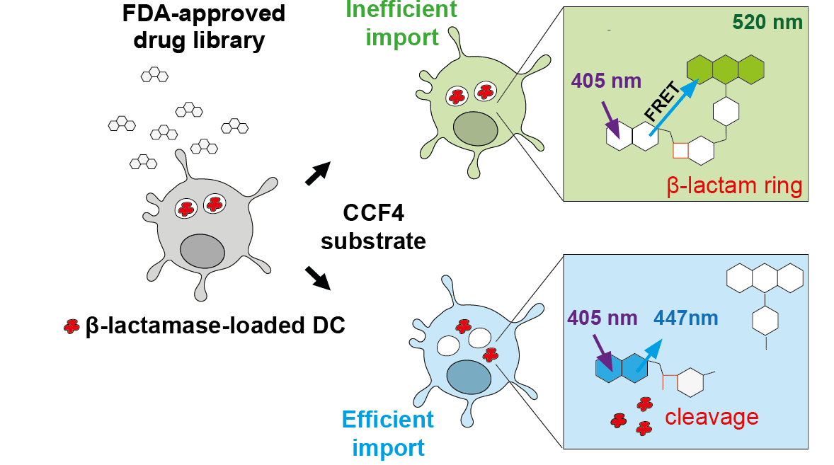 patrycja_kozik's tweet photo. Excited to finally share our work on small molecule enhancers of antigen cross-presentation in dendritic cells: https://t.co/RHB4w6ZGmX @CellReports

#DendriticCells #immunotherapy #CrossPresentation
1/5 https://t.co/Ip8gHwQu4P