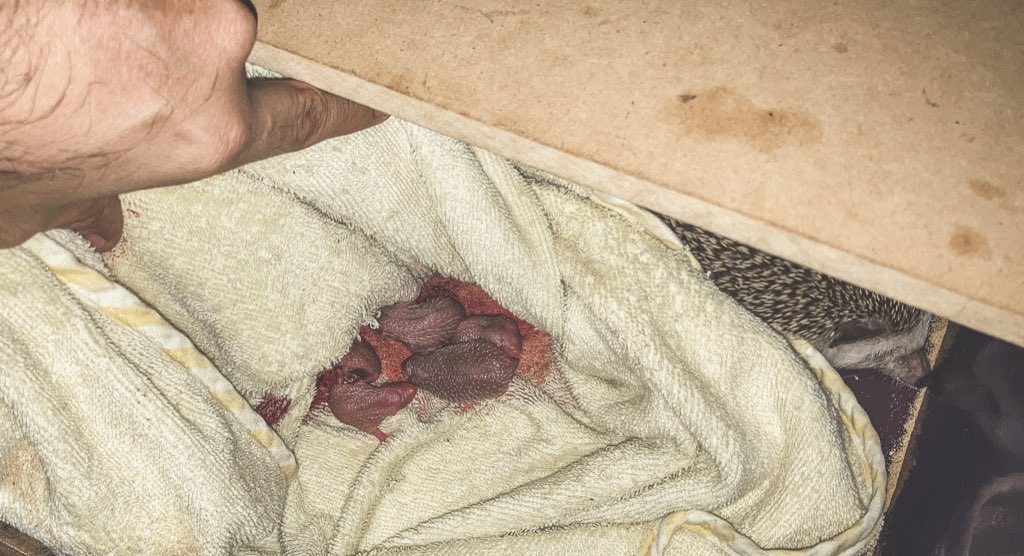 GolfByDaniel's tweet photo. Pizza la 🦔 es mamá 💕 

Logró contar 🦔 🦔 🦔 🦔 🦔 (5) bebés 😃 

¡Qué emoción! https://t.co/lknF6tfJTw