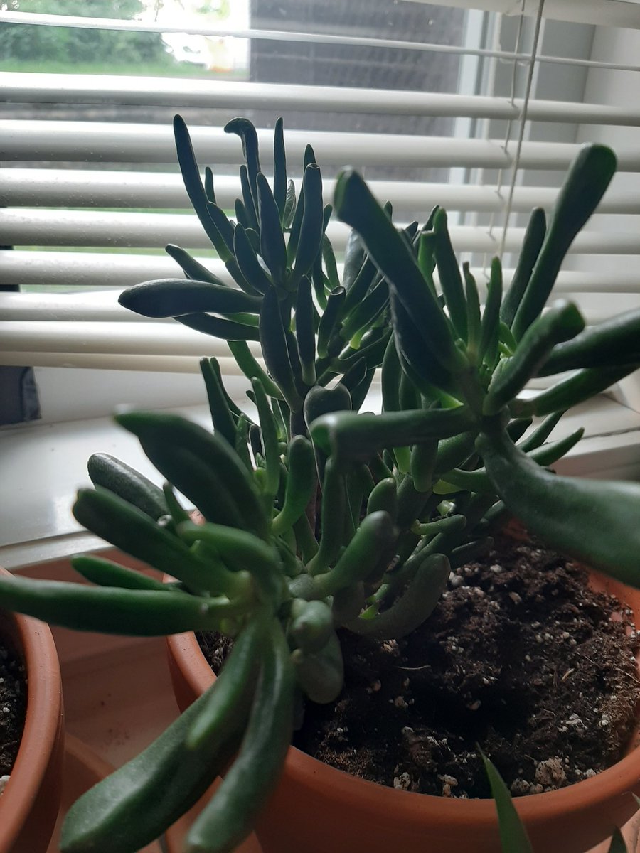 Lau_walker_'s tweet photo. Some of my plants #plants https://t.co/wSNJ6UWgjL