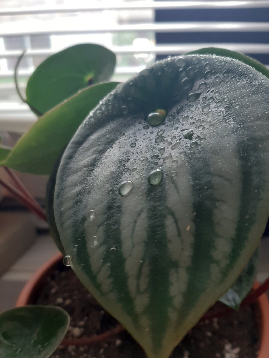 Lau_walker_'s tweet photo. Some of my plants #plants https://t.co/wSNJ6UWgjL