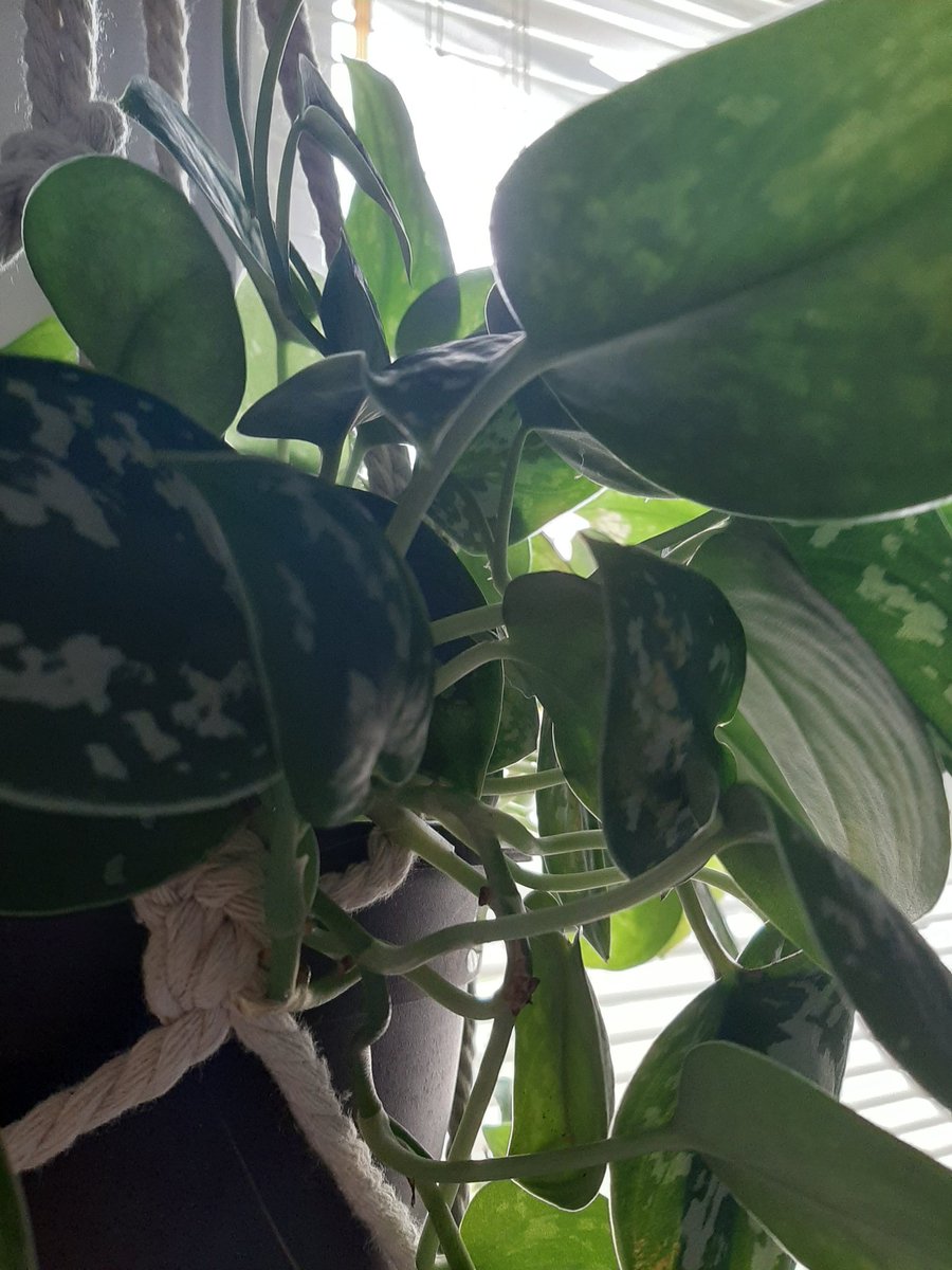 Lau_walker_'s tweet photo. Some of my plants #plants https://t.co/wSNJ6UWgjL