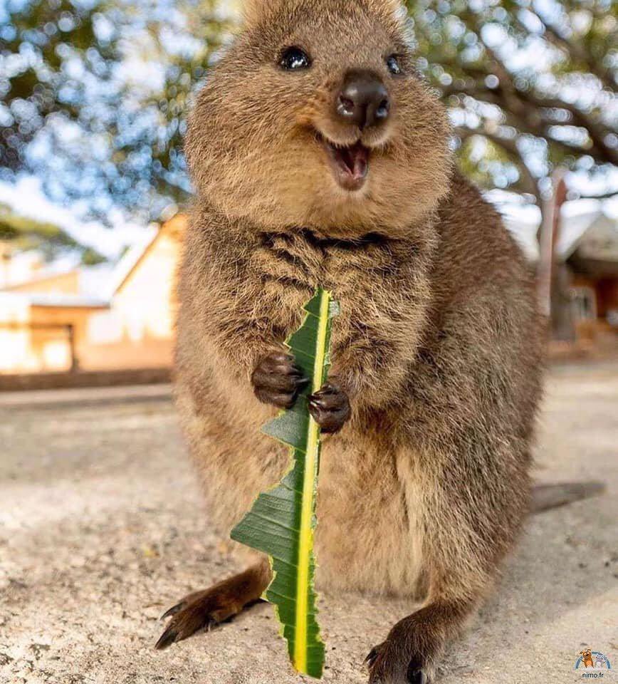 bati_acl's tweet image. j’viens d’apprendre qu’il existe un animal qu’on appelle « l’animal le plus heureux du monde » bref comment dire à ma daronne que j’veux un QUOKKA ?