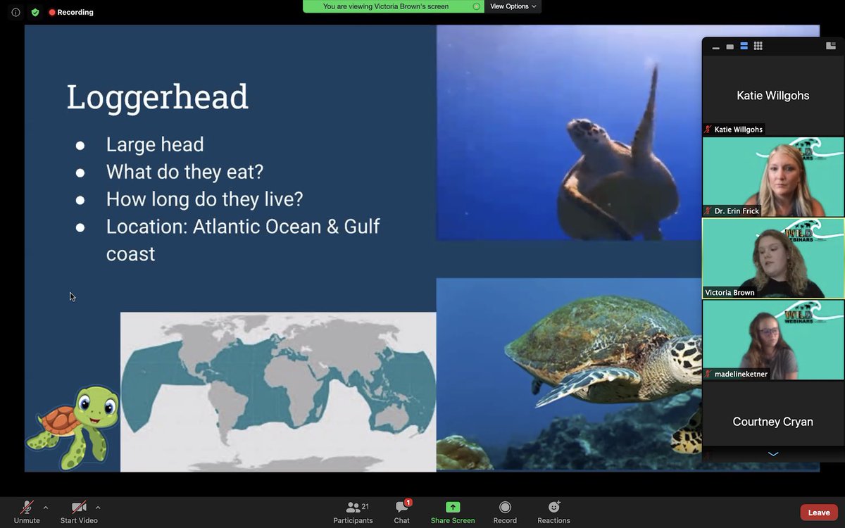 AnimalStudiesRC's tweet photo. Our first #WILDwebinar was a SUCCESS!! We had 25 participants! Here is one of our participants, Declan, filling out his sea turtle worksheet during our interactive webinar. We will be back same time next week talking about penguins. 🐧 Link in bio to sign up! https://t.co/zADcaheBLJ