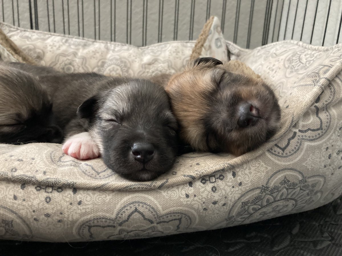 I made a backup/burner. Follow me here. I won’t be annoying. Here are some puppies as a gesture of goodwill.