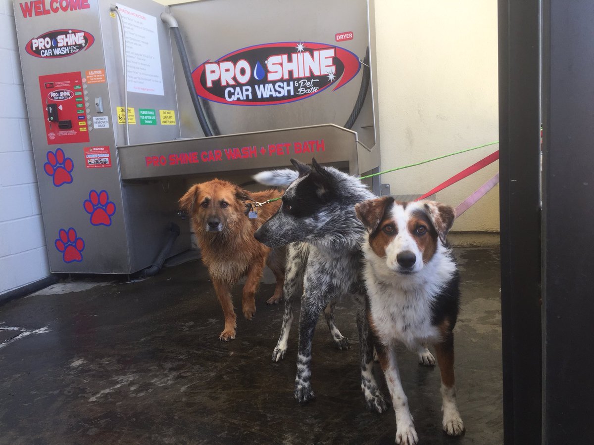 AllPawsPetWash's tweet photo. A good-looking pack! ❤️🐾
#proshine #squeakyclean #dogsofinstagram #happydog #dogsofig #doglife #dogbath #petsofinsta #petfriendly #petwash #dogfriendly #petlife #allpawspetwash #allpawspetwashco #findapetwash #tweet4treats #treatworthy #atailwaggingoodtime #WashTreatRepeat https://t.co/Ch2c0l3VjH