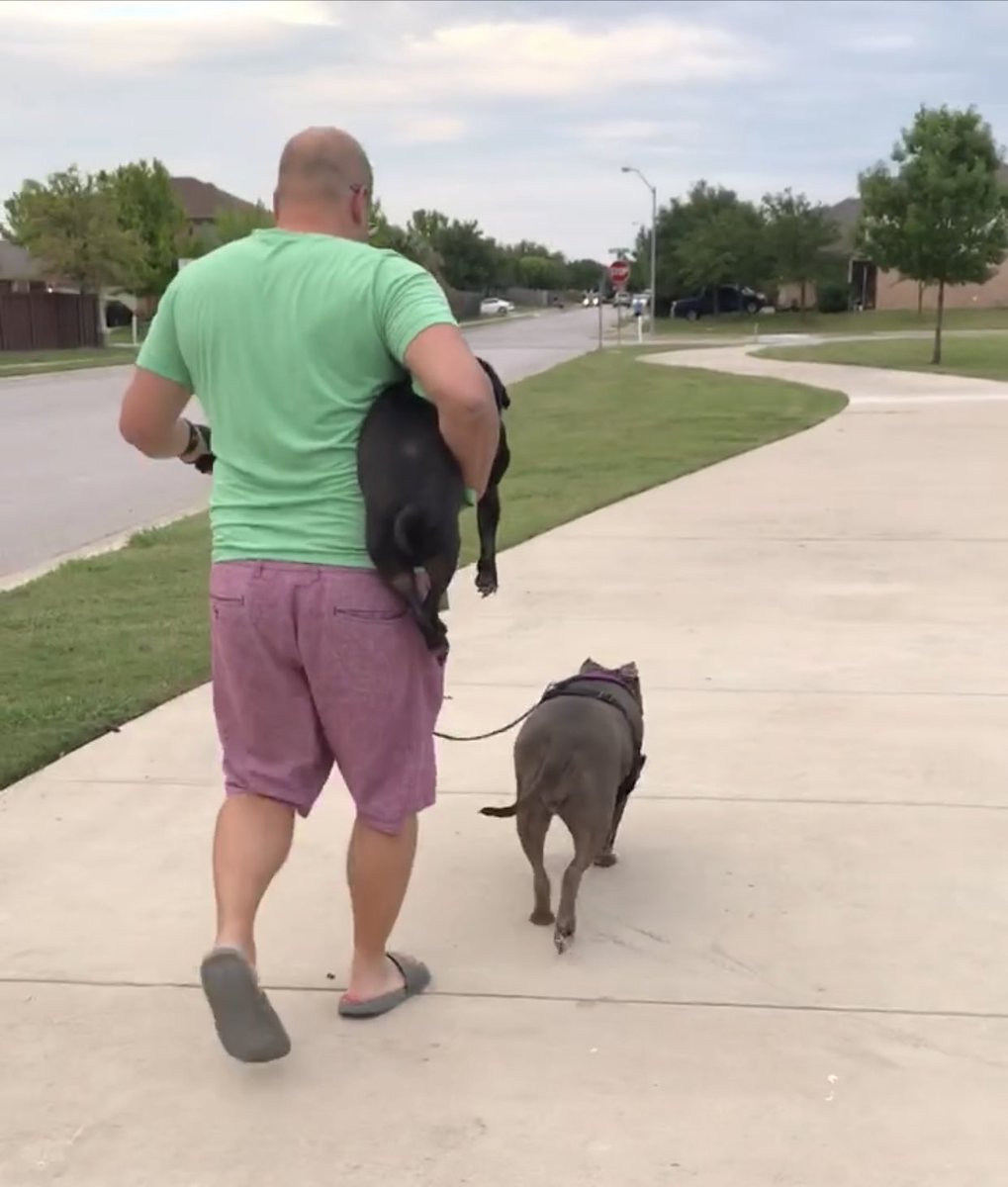 OhMyWeldon's tweet photo. A3: He sure does. This is how most of walks turn out #Pugchat https://t.co/qce2tOZuv5