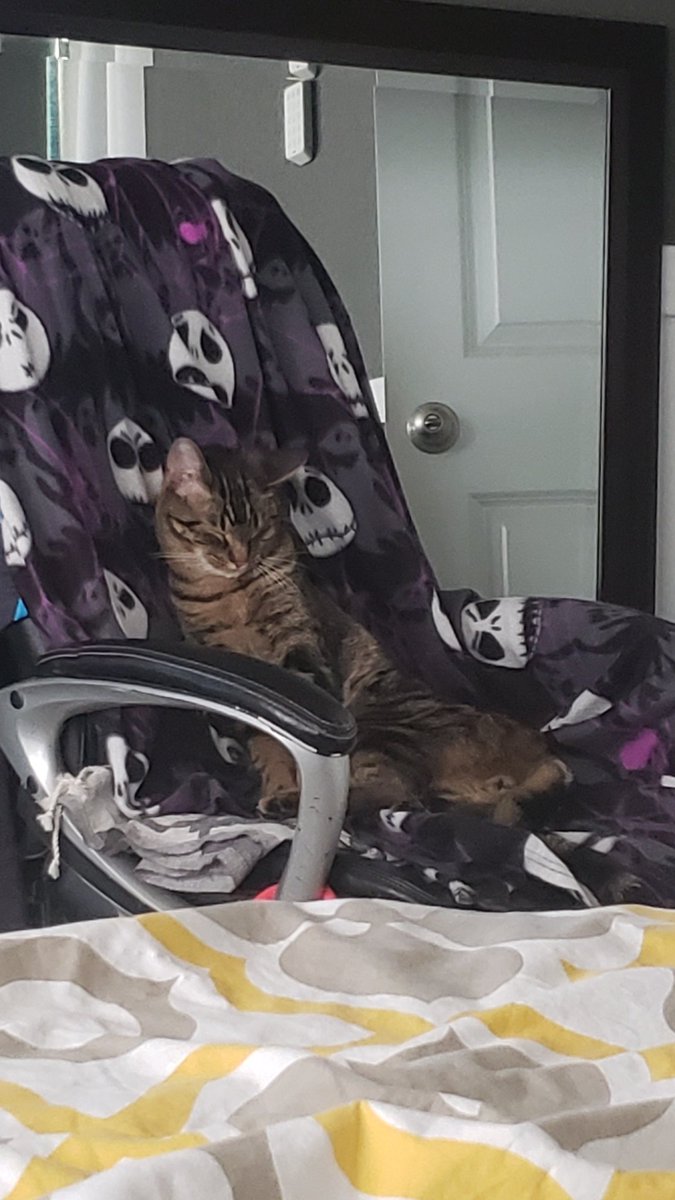 astic_cat's tweet photo. Maxwell- Iz mine now I sleeps. 
Zzzzzz. 
Pet Human- 🤔  You think you're human or you've watched me #WorkFromHome for too long now &amp; you want to be like me? . ! 

#Cats #Cat #CatsOfTwitter https://t.co/Bodsbzaunq