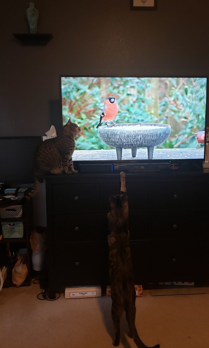 astic_cat's tweet photo. Nikita- I don't understand 

Maxwell- I gets it - is mine

(Yes I hide my candy under my dresser.. shhhhh.. don't tell anyone.. 😉)

#CatsOfTwitter #Cats #Cat #CrazyCats https://t.co/NDLBj1Be1P
