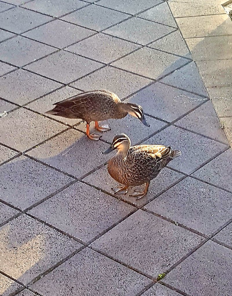 sahermithome's tweet photo. Two canvassers going along our street asking for donations.  Have my doubts they are legitimate..... https://t.co/E5OxgMYQqn