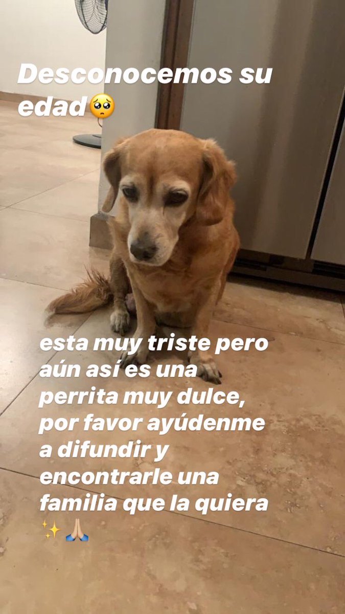 isacolmenaress's tweet photo. por favor ayuden a esta chiquita, se los agradecería🙏🏼 https://t.co/0zCLiMchkQ