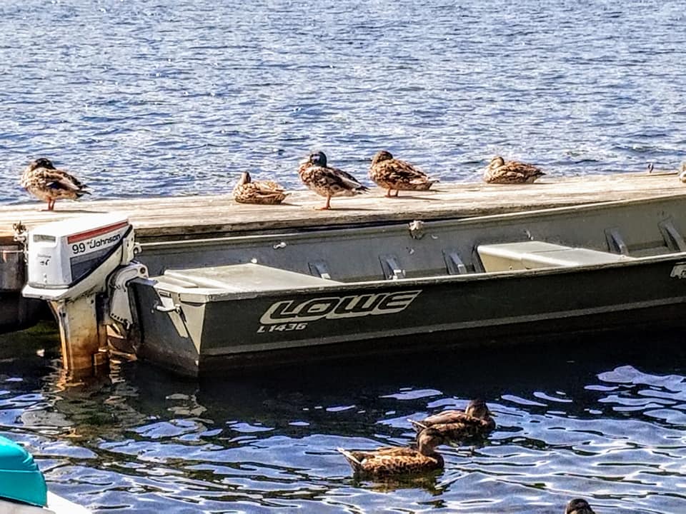 realmallard1's tweet photo. Today in MAllard News.  Photo's by Kim Graver #Unverified #Ducks #Itsaduck https://t.co/SU6OmIHLAY