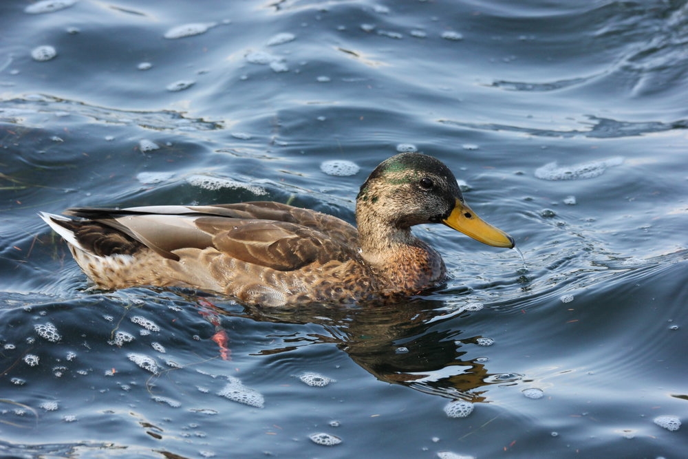 realmallard1's tweet photo. Today in MAllard News.  Photo's by Kim Graver #Unverified #Ducks #Itsaduck https://t.co/SU6OmIHLAY