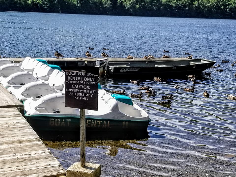 realmallard1's tweet photo. Today in MAllard News.  Photo's by Kim Graver #Unverified #Ducks #Itsaduck https://t.co/SU6OmIHLAY