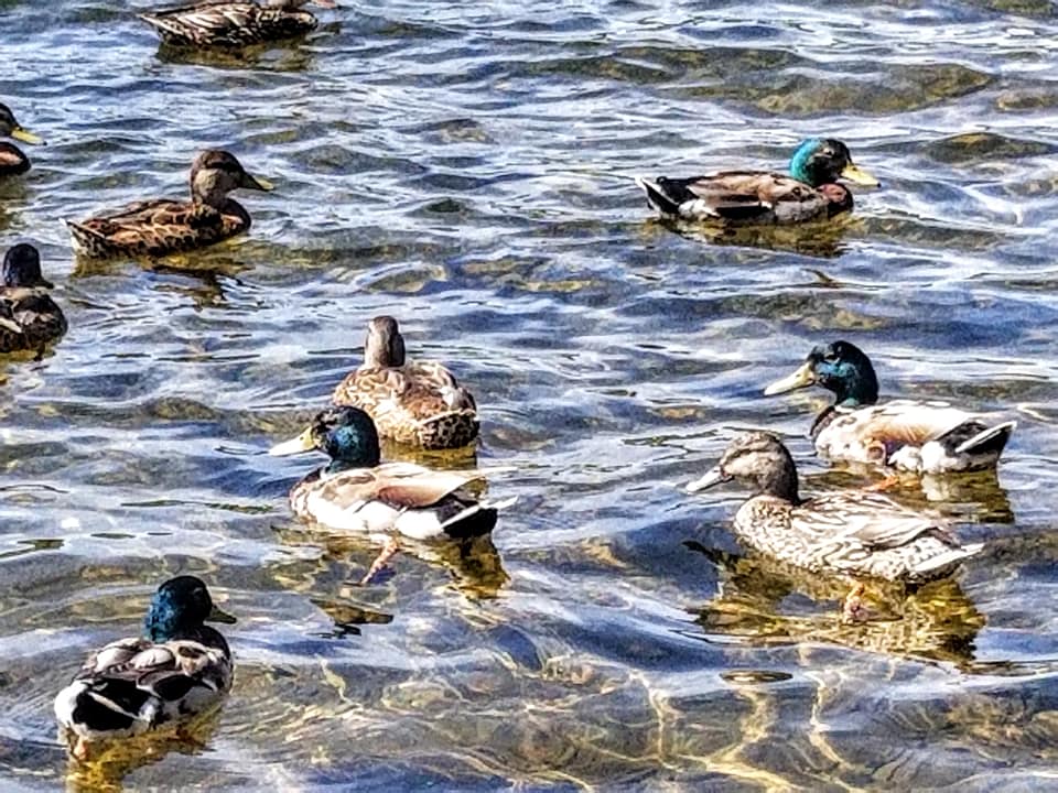 realmallard1's tweet photo. Today in MAllard News.  Photo's by Kim Graver #Unverified #Ducks #Itsaduck https://t.co/SU6OmIHLAY