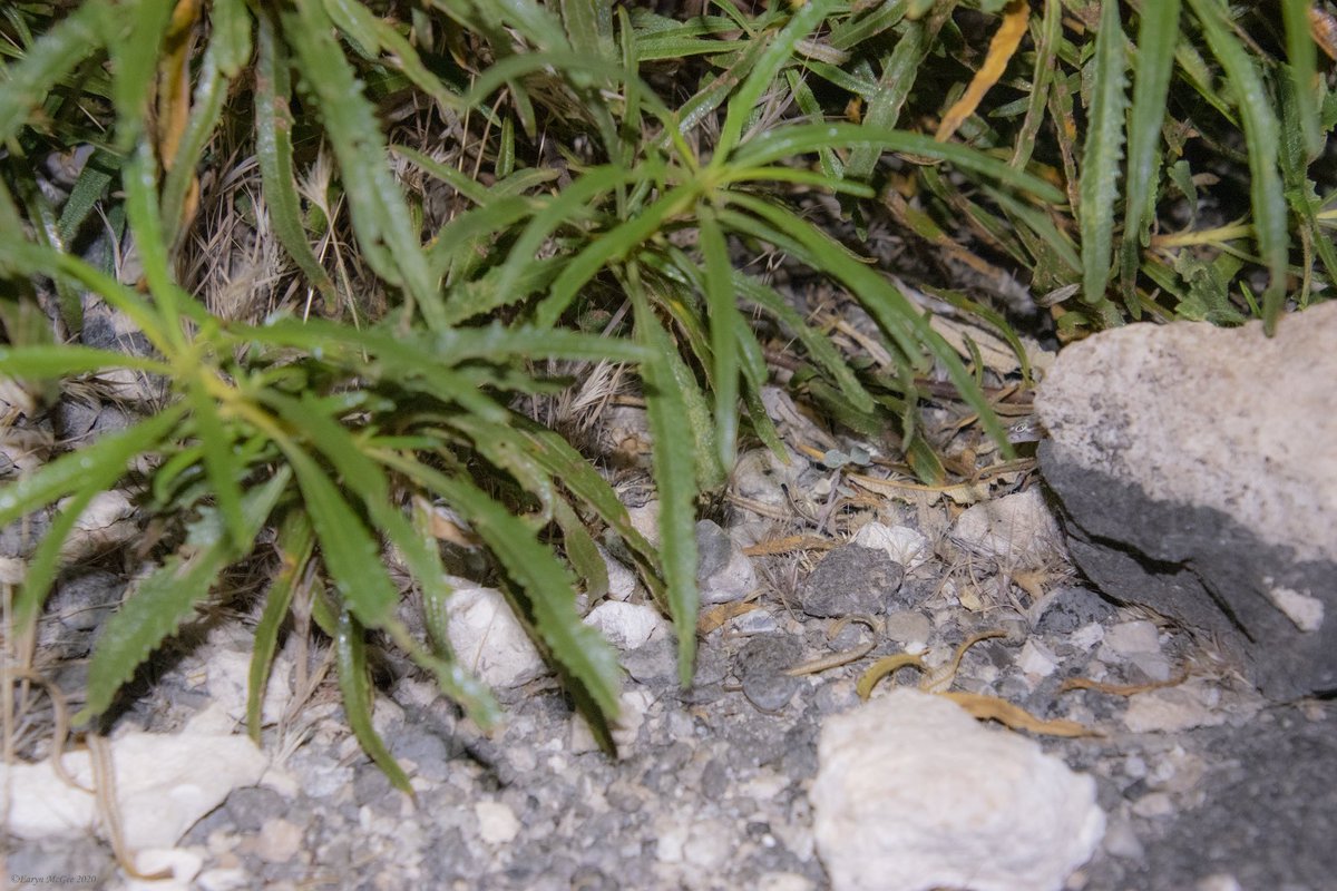 Dr. Earyn McGee, Lizard lassoer 🦎 tweet media