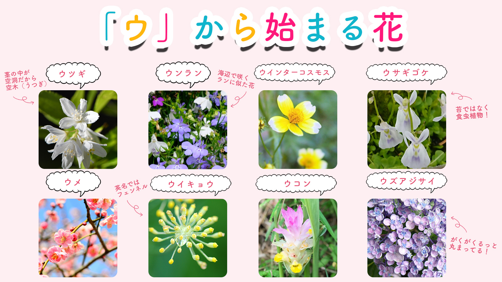 花キューピット I879 Com 公式 365日実施 きょう誕生日なんです キャンペーン 皆さんから教えていただいた ウ から始まる花をまとめてみました 一覧にまとめ切れないくらい沢山の花を教えていただいたので 抜粋してのせています 皆さんはいくつ