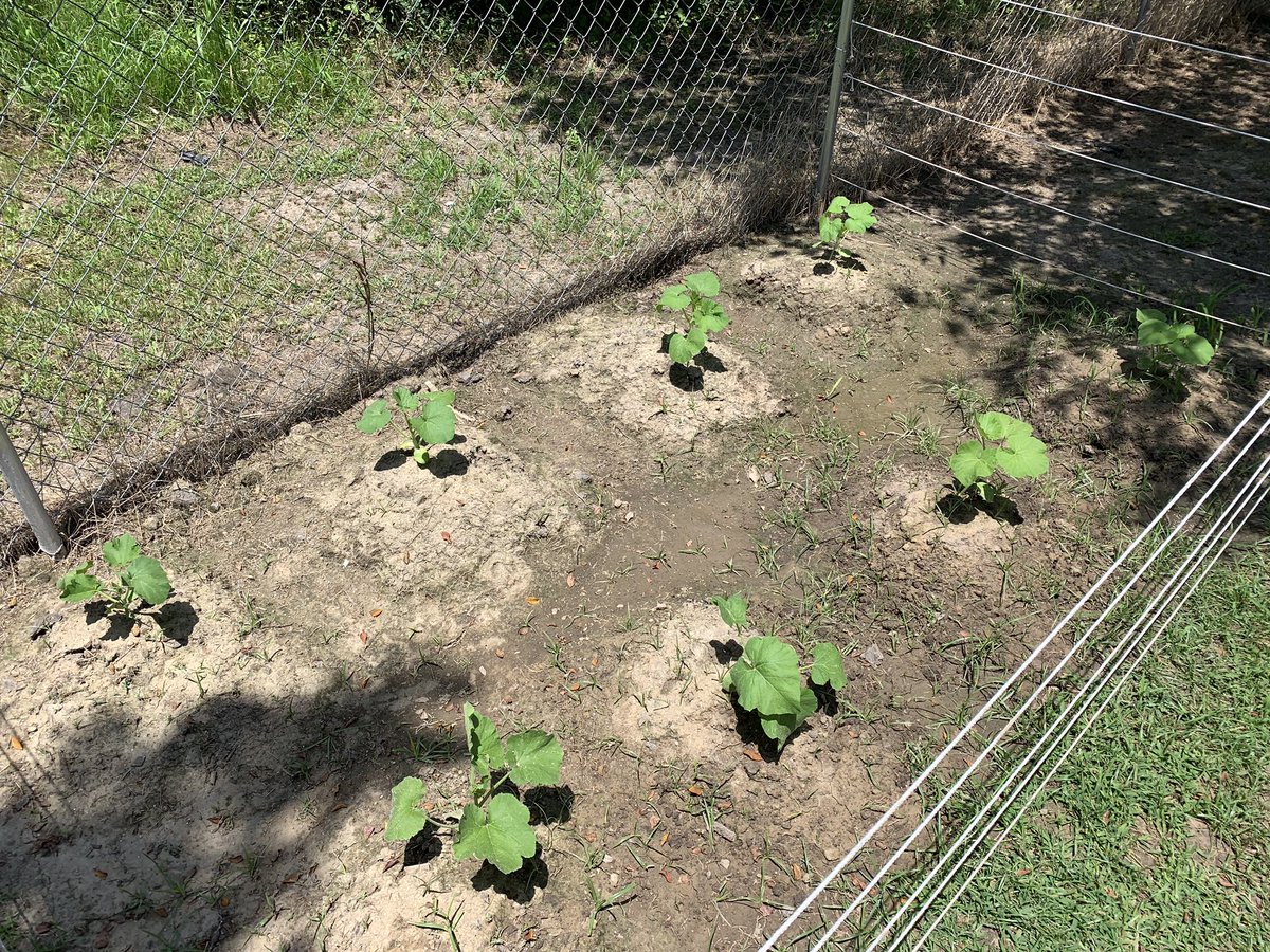 Started a garden a few weeks ago so Alexa could have her own pumpkin patch come Halloween  these are my children so far  (last pic was today)