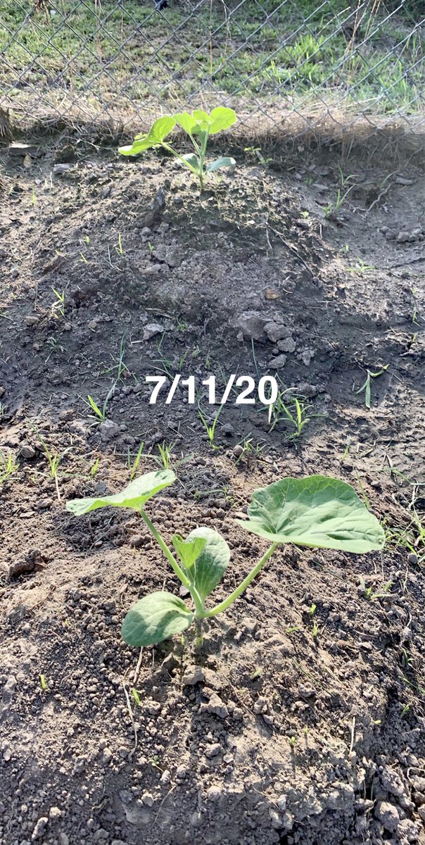Started a garden a few weeks ago so Alexa could have her own pumpkin patch come Halloween  these are my children so far  (last pic was today)