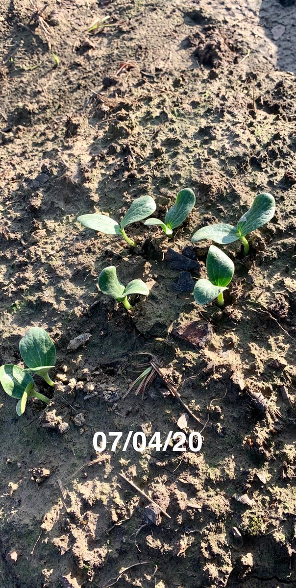 Started a garden a few weeks ago so Alexa could have her own pumpkin patch come Halloween  these are my children so far  (last pic was today)