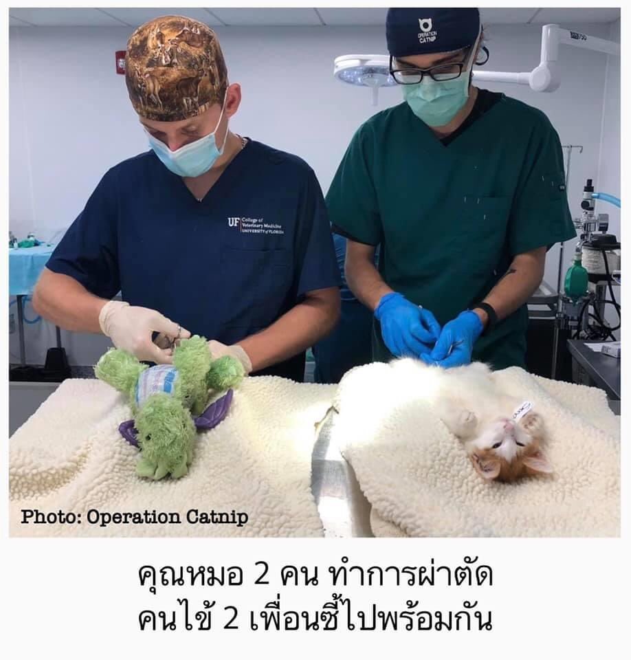PohAndherspace's tweet photo. เมดมายเดย์มากกกกก เจ้าโปเนียวว 🐱 https://t.co/jd5m4ibumV