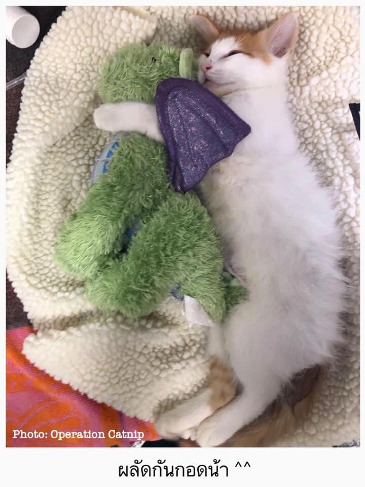 เมดมายเดย์มากกกกก เจ้าโปเนียวว 🐱