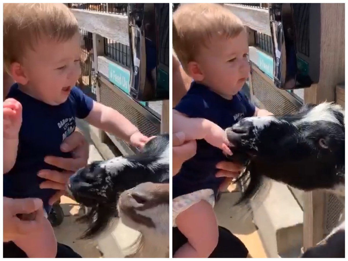cmcubfan's tweet photo. Without the blue check marks mucking up the timeline nows the time to be seen!
What you got for me regular twitter joes? Here’s a recent fav pic of my adorable nephew going from the thrill of petting an animal to the horror of being licked by an animal.
#bluecheck #regularjoes https://t.co/w3CqNPhB1i