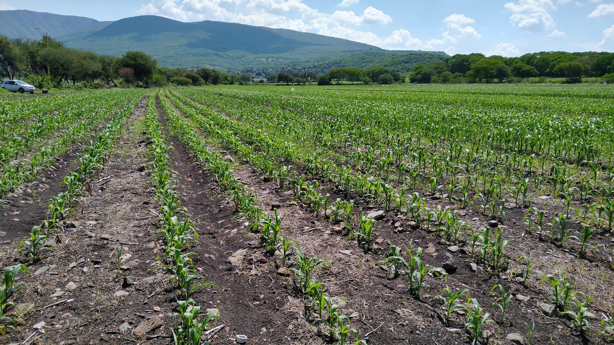 Red_InnovAC's tweet photo. Captura de adulto de gusano soldado (Spodoptera exigua) en plataforma de Cuitzeo, captura en 6 noches fué en dos trampas con 1909 y 2001 adultos, siendo una excelente alternativa @sgfonteyne @Aide_Albarran_C @Paus_Camacho @ErickOH_AC @Red_InnovAC  @CIMMYT @AmadorAguillon https://t.co/cCz9E5WTwb