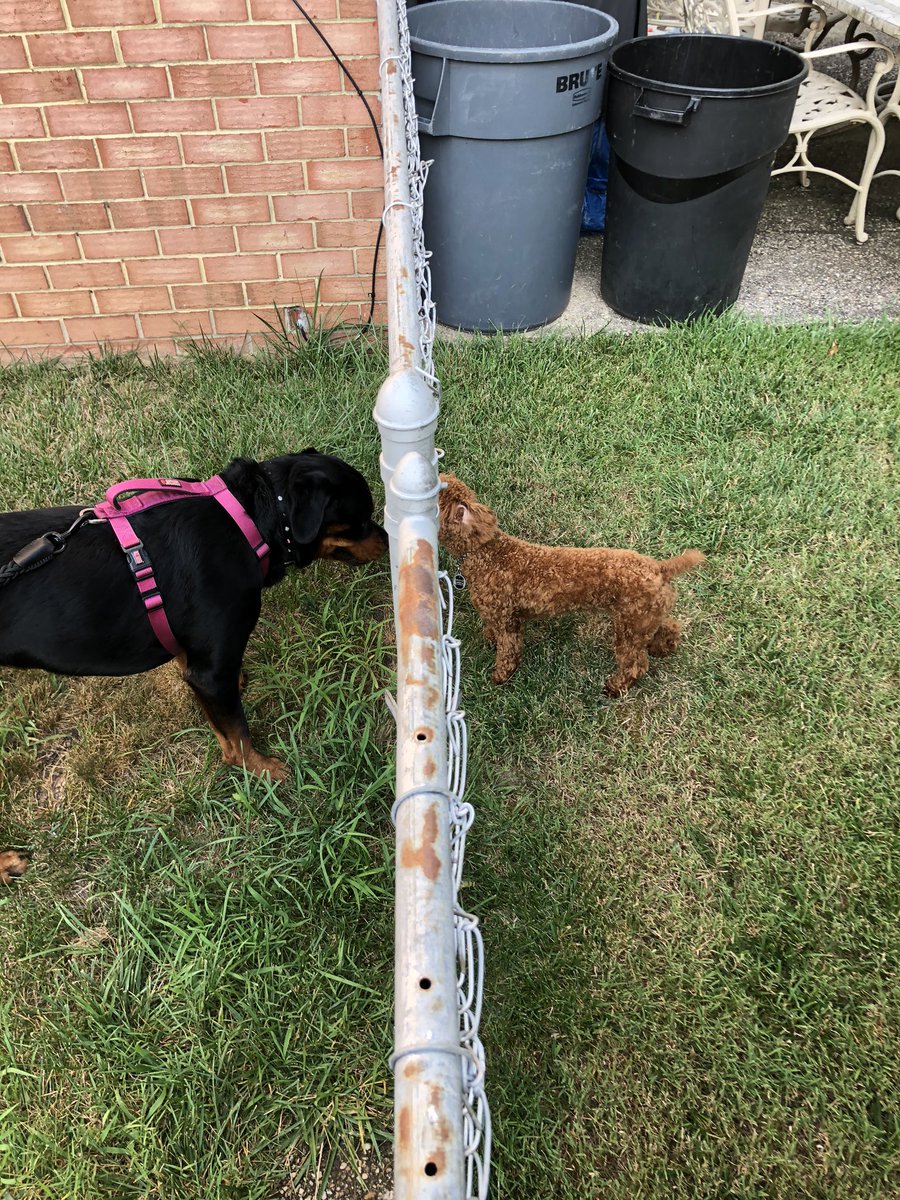 Cfrank32's tweet photo. Bella came over to visit for first time in months. She stopped to meet the newest member of the Doggy Crew, Milo !! Milo has no fear from other dogs, no matter how much bigger, & Bella is very kind!
@mooterp @NFrank1013 @wb3gxwham @jennygonzzz
#Dogs ๐ #BackyardDogs
#Ctown https://t.co/iqjzlLaNTW