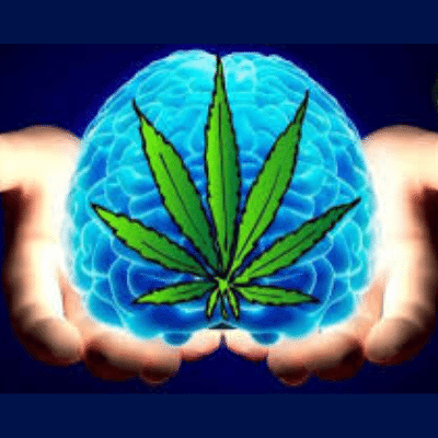 SmartLids's tweet photo. Keeping your bud nice can pay off twice! According to medical news today, mice with Alzheimer’s disease showed memory improvements and lost fewer brain cells when scientists treated them with THC. This could lead to a therapy for the human disease. https://t.co/GyJktnTUkI