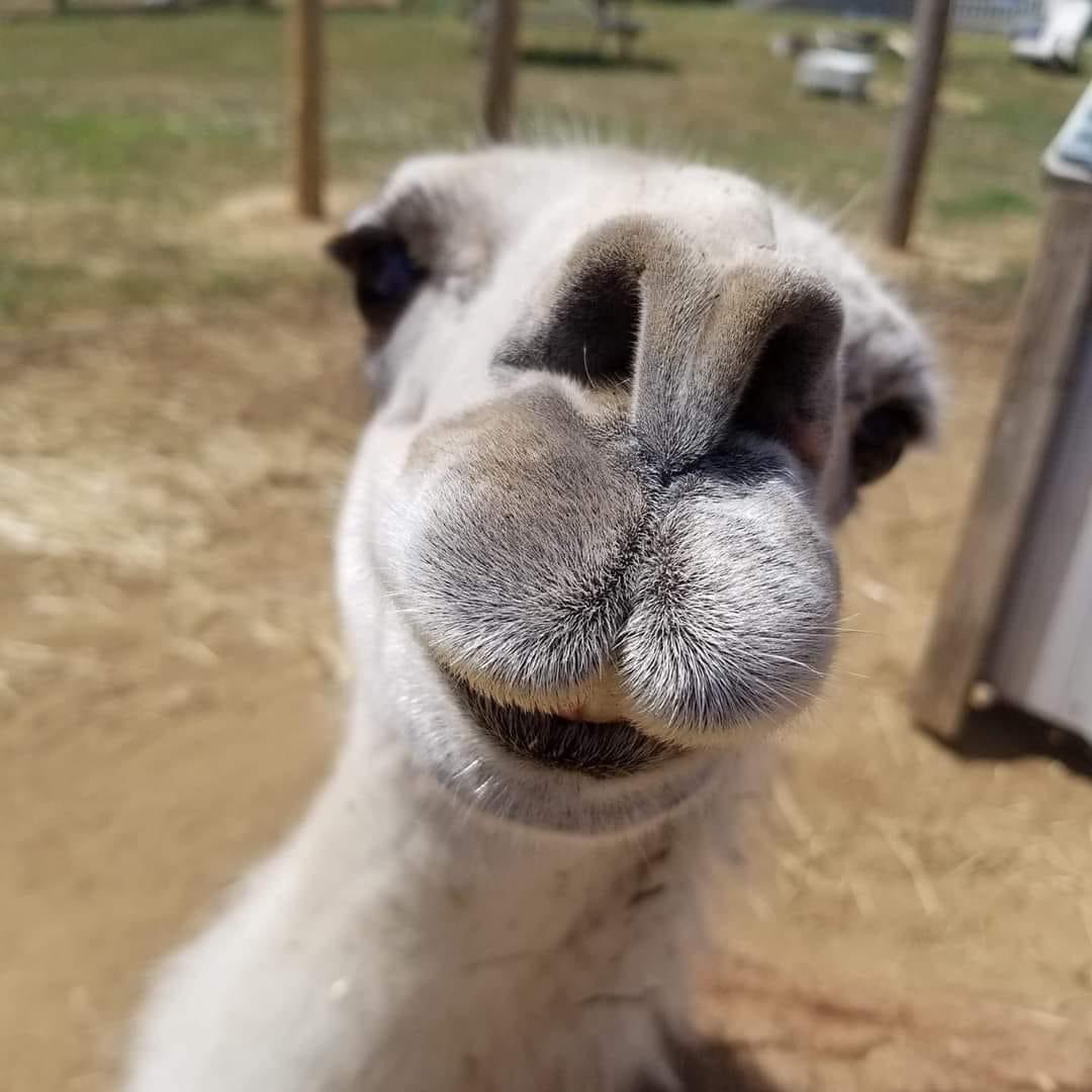 Penny Lane Farm Sanctuary tweet media