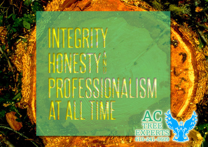 ACTreeExpertsI1's tweet photo. Tree experts, you can count on  🌳❤️👷‍♂️

#ACTreeExperts #treeservice #treeremoval #besttreeservice #treecare #over10yearsofexperience #arborist #professionalarborist #reliablecontractor #247emergencytreeremovalservice #treeshaping #treepruning #malvernpa #extonpa https://t.co/bfRruXQvv0
