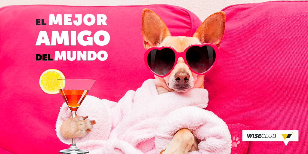 WiseClub_mx's tweet photo. Este #DíaMundialDelPerro consiente a tu mascota como todo un rey. Regálale una casita, ropa y más, #WiseClub te ayuda.  

#GanaDinero #Sencillo https://t.co/q9LoWinihH