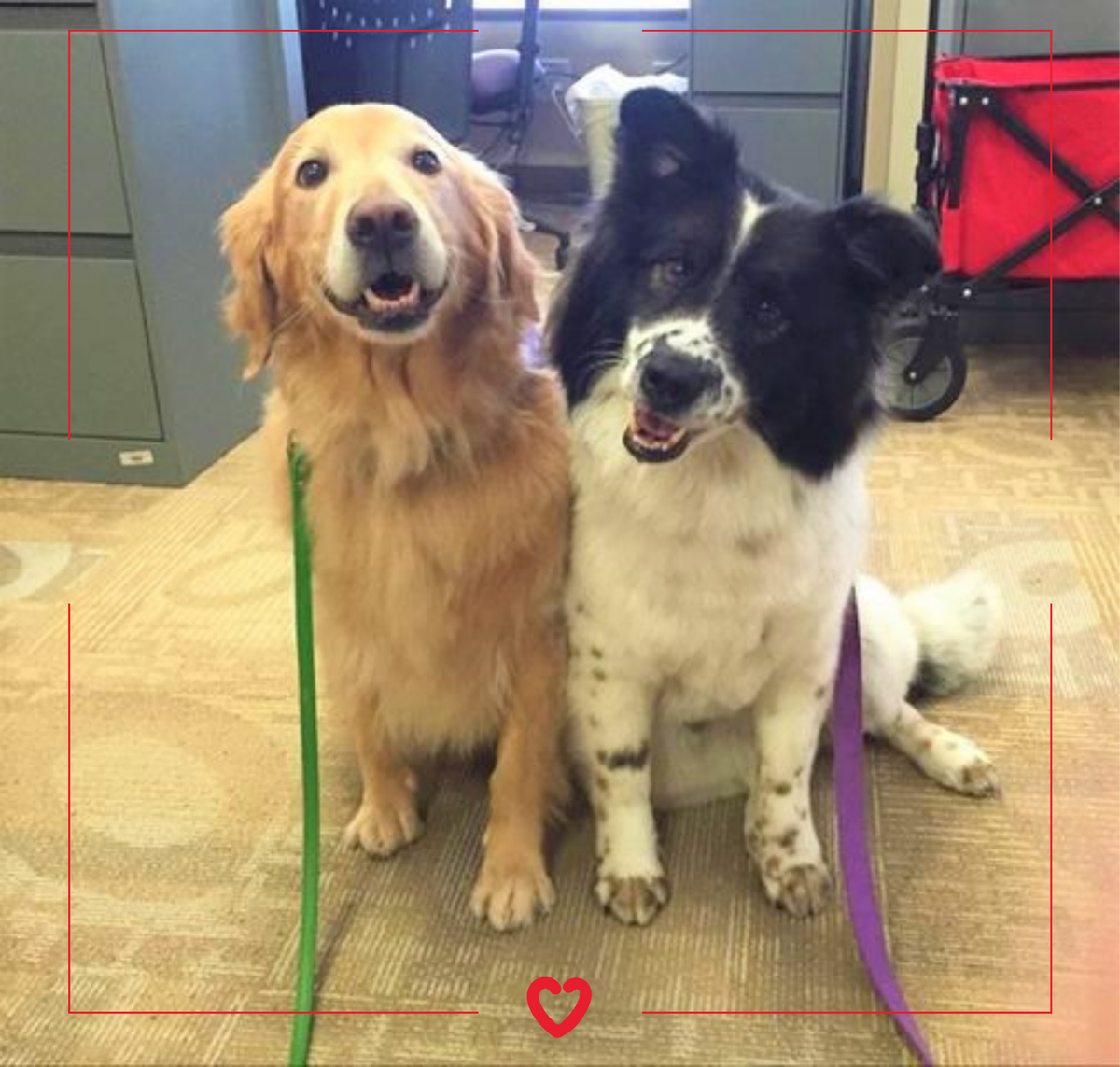 FriendsofPCH's tweet photo. #DailyDoseOfHeart: Help us wish Maddie Rose and Naelee, two of our amazing Animal-Assisted Therapy dogs at @PhxChildrens a paws-itively awesome 12th birthday this week! @btgozon https://t.co/Ui9S8HNkQh
