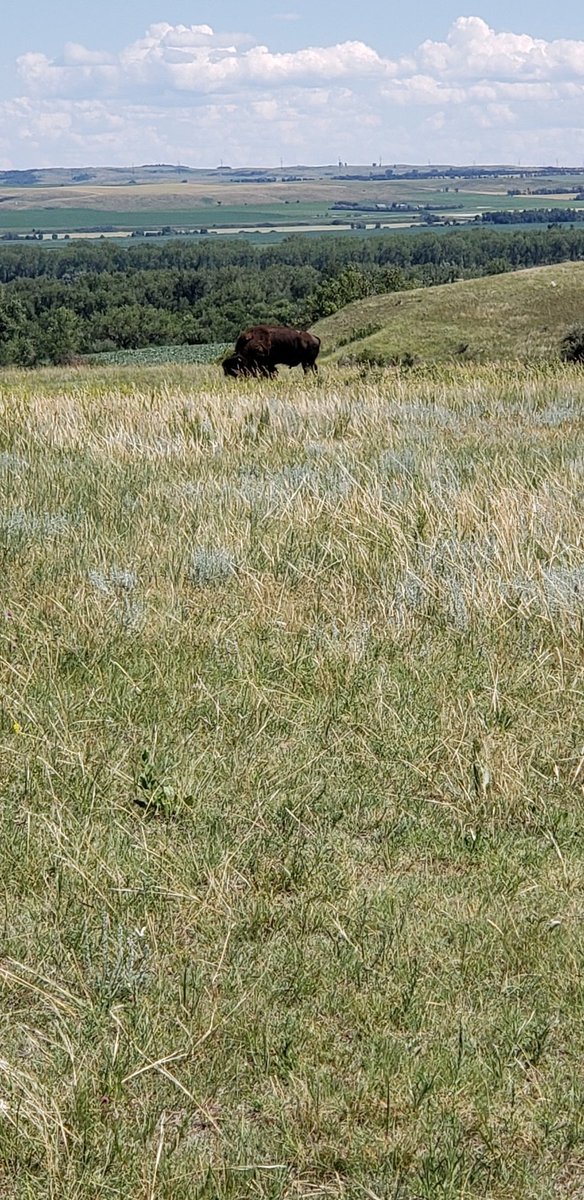 AnnSteffen's tweet photo. What a surprise when I came over a knoll while hiking in North Dakota!
#whoabison
#turningaroundseemedprudent https://t.co/J8dxDu4cjK