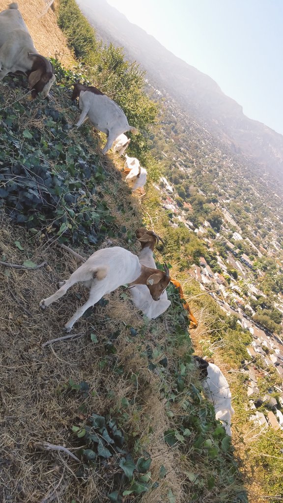 karidlane's tweet photo. The #goats are back! You can watch them live via the post below, and you might spot some of us taking pictures. 🐐Definitely a highlight at work 😆

They are used for fire prevention.

#SantaBarbara #GoatCam #goat https://t.co/CibMPKbRZ3